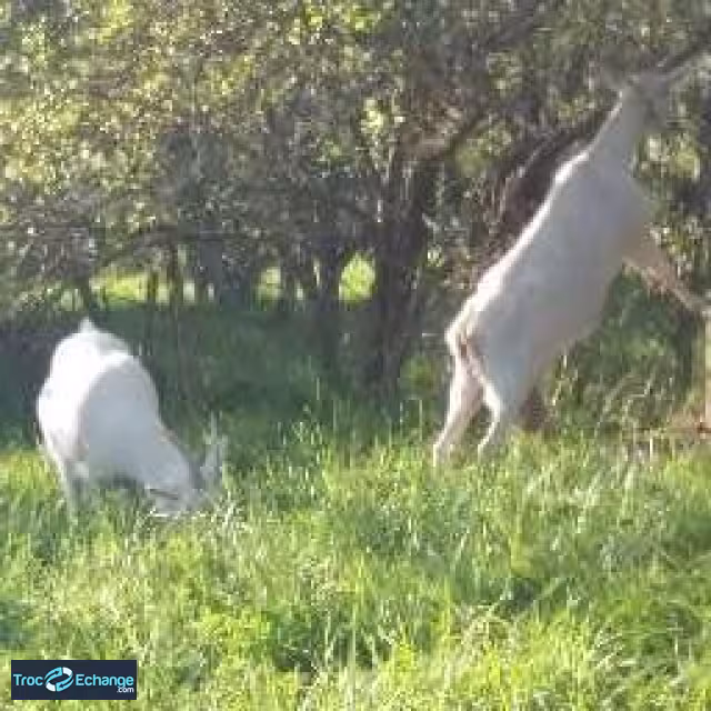 Lait de chèvre Cru