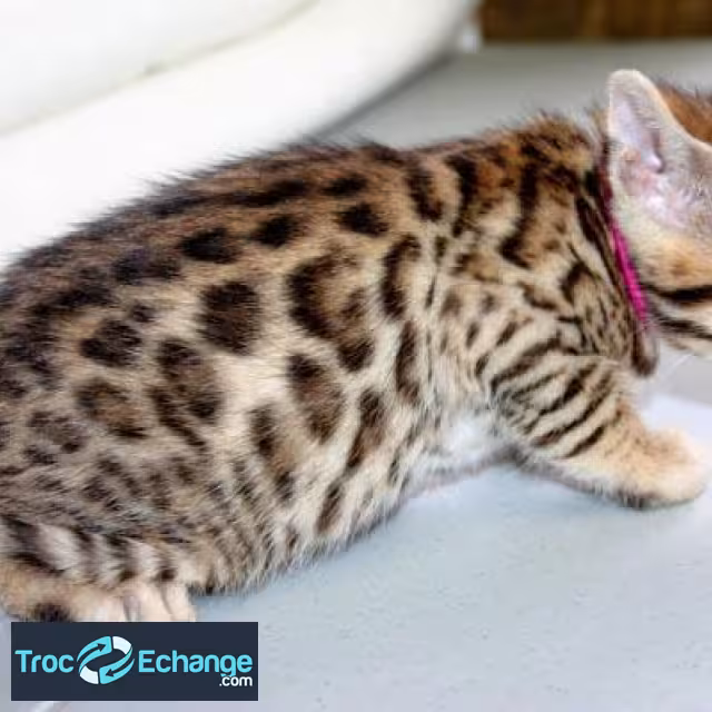 A DONNER Magnifiques Chatons Bengal Disponible pour Adoption